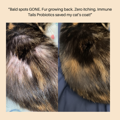 Premium Mushroom Wellness Blend™