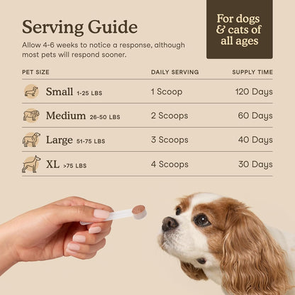 Premium Mushroom Wellness Blend™ (Copy)